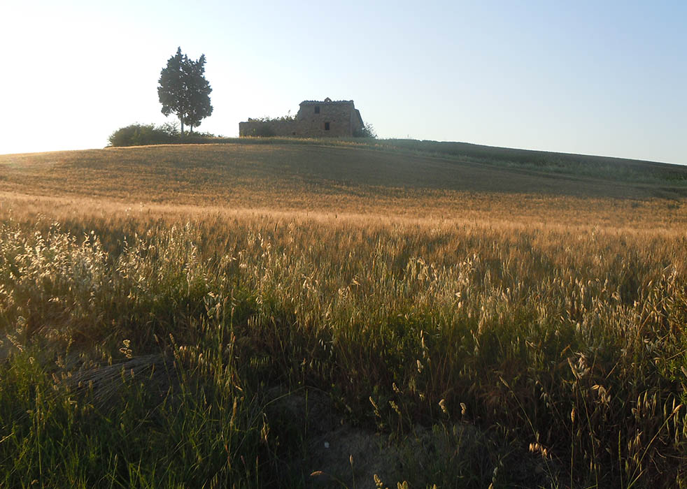 Tuscan wheatfields
