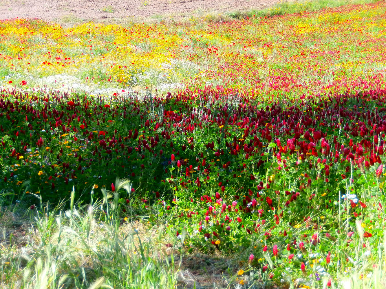 Clover fields - Tuscany