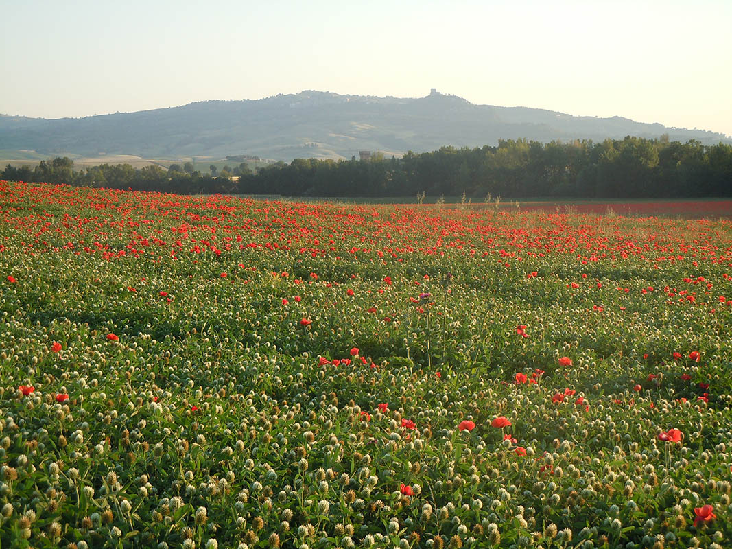Field of Tuscan poppies.