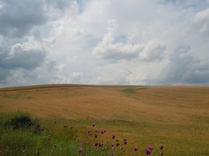 Tuscany fields