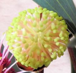 Hakea bud.