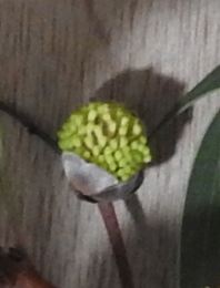Emerging Hakea flower
