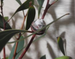 Hakea bud