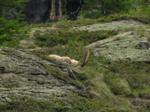 Steinbock. Gran Paradiso.