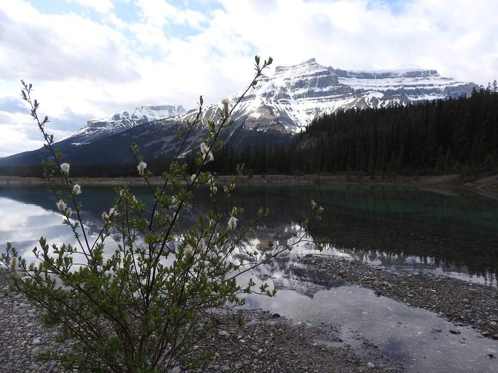 Icefields Highway