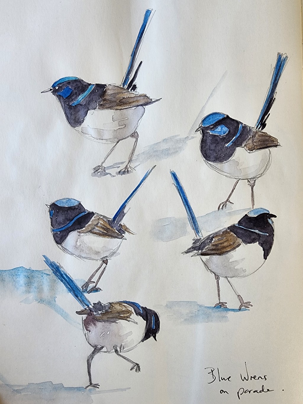 Blue Wrens on Parade: Postcard No&nbsp;98